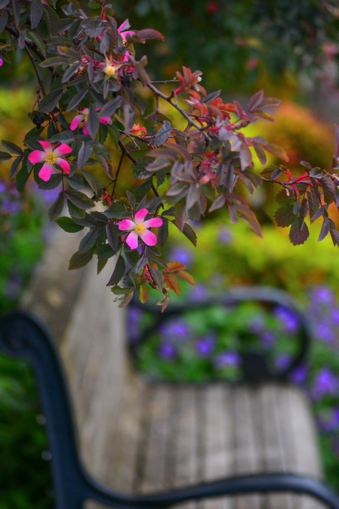 A picture of pink flowers above a bench