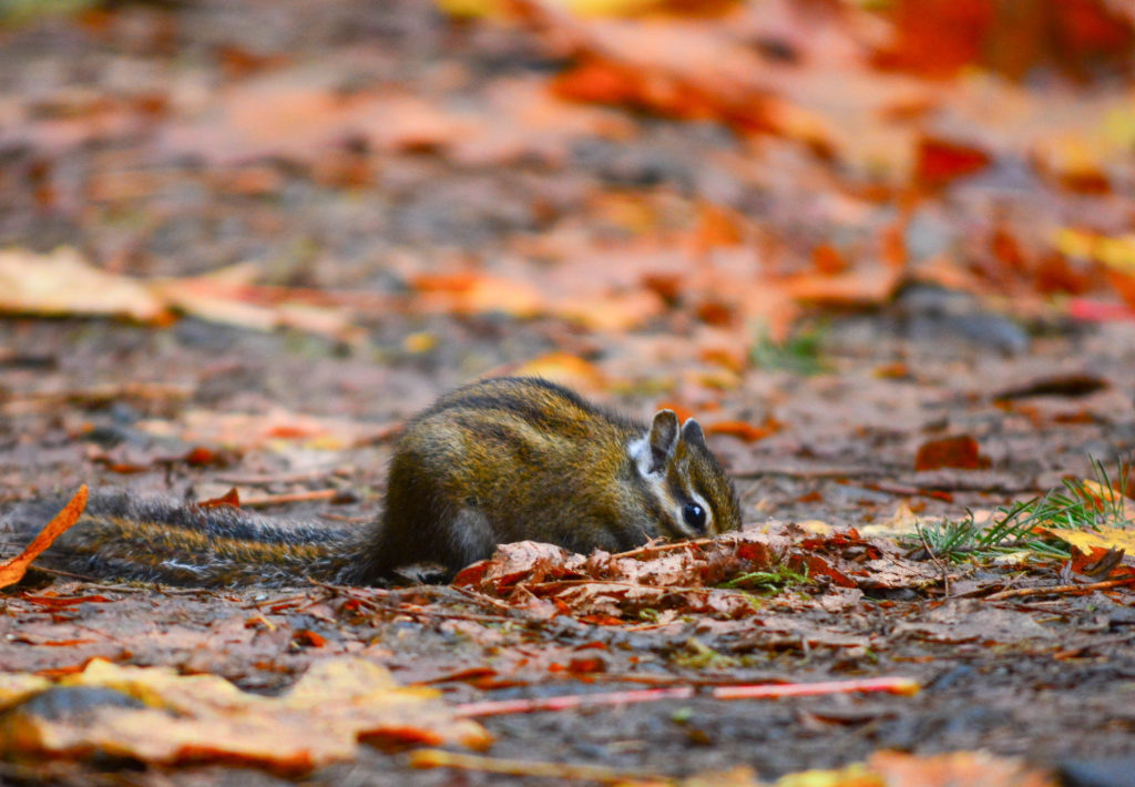 Picture of a chipmunk in fallen leaves