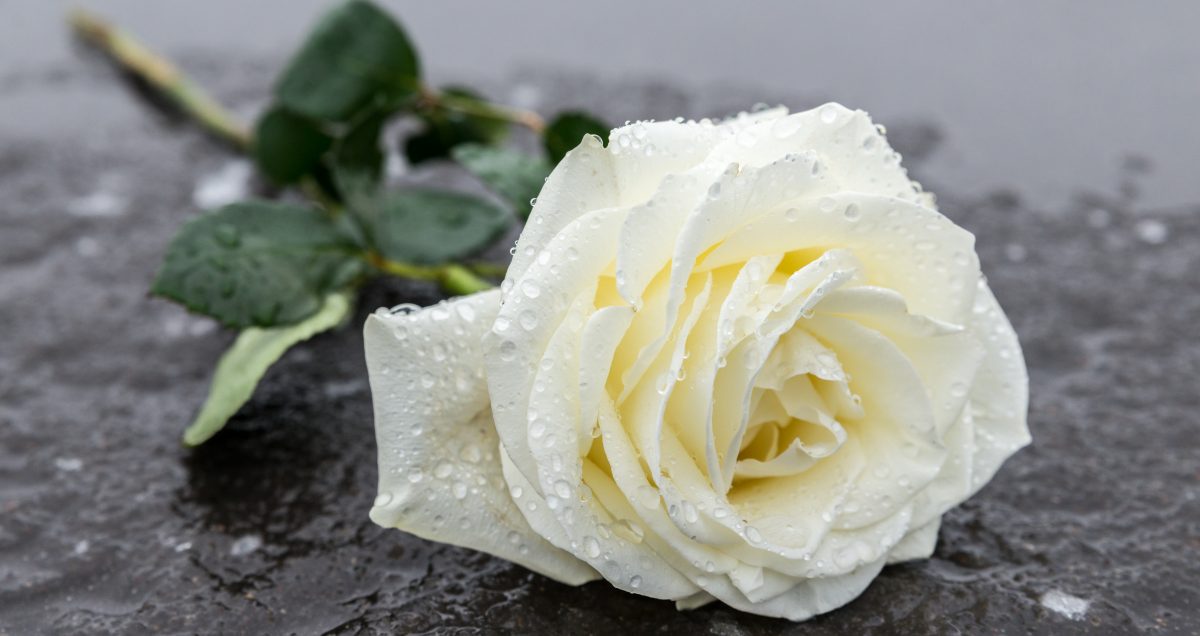 Rain-soaked rose on wet pavement