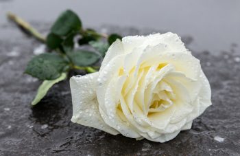 Rain-soaked rose on wet pavement